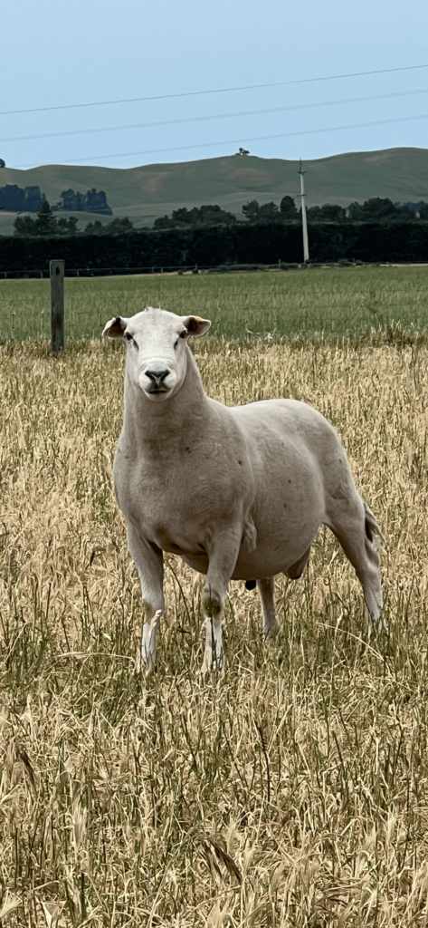 Mt_Cass_Wiltshire-IMG_3568