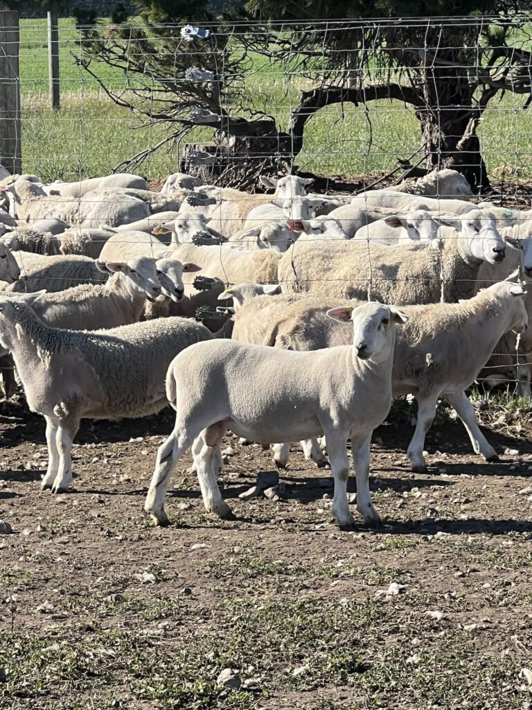 Mt_Cass_Wiltshire-IMG_3616